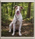 Vinyl - Showcase Your Furry Friend